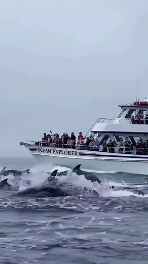 Different and Beautiful Fish in the Ocean