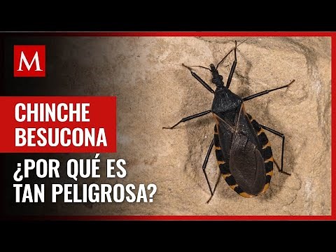 La Triatoma dimidiata o chinche besucona puede causar una fuerte enfermedad con su picadura