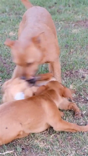 Hybrid dogs can be genetically stronger due to increased genetic diversity