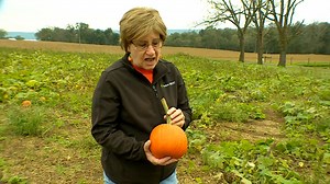 3.2K views · 55 reactions | 旅The Maryland Farm & Harvest Thanksgiving Special airs tonight at 7pm! 旅 Featuring stories with Hancock Family Farms, Benjamin's Landing at Lowe Farms, Brookfield Pumpkins LLC, and Colombia Creek Farm, we'll learn about the farms that grow our favorite thanksgiving foods! Check out the episode at 7pm only on Maryland Public Television. Or watch it online at: mpt.org/farm | Maryland Farm & Harvest | Facebook