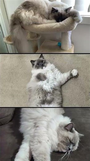 He's taken over our world | Part 2 | Too Damn Cute | Astro The Ragdoll