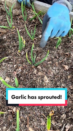 Garlic Sprouted: What You Need to Know | Gardening Tips