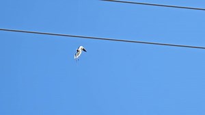 Working with Keys Energy Services Services to rescue this Laughing Gull entangled in fishing line hanging from the top wire at Cow Key Channel Bridge. | Key West Wildlife Center