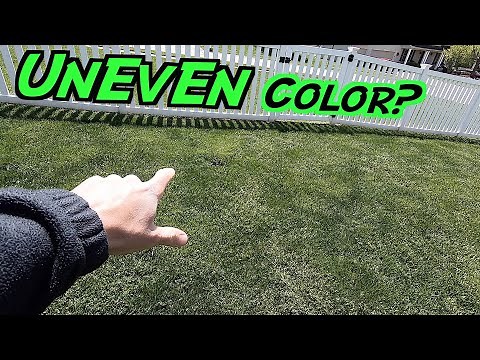 Lime Green Grass // What's WRONG with my LAWN?! | Uneven Coloring in Lawn