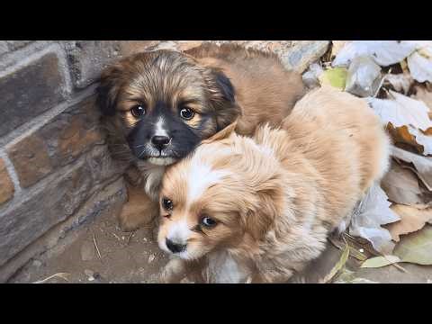 “Nobody Wanted Us.” Stray Puppies Were Struggling Through the Harsh Winter When They Found Me