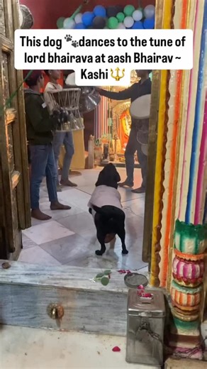 Ujjawal Swaraj | AI & Spiritual Creator on Instagram: "जय काल भैरव 🔱🚩 . . . 日本利用压电瓷砖将脚步转化为电能。这些瓷砖捕捉来自你脚步的动能。当你行走时，你的重量和动作会对瓷砖产生压力。瓷砖会轻微弯曲，从而产生机械应力。瓷砖内部的压电材料将这种应力转化为电能。每一步都会产生少量电荷，而数百万步结合在一起就能产生足够的电力来驱动 LED 灯、数字显示屏和传感器。在像涩谷车站这样繁忙的地方，每天大约有 240 万个脚步为这一系统作出贡献。这些电能可以被储存或立即使用，从而减少对传统电力来源的依赖，并支持可持续的城市基础设施。这种方法将日常运动转化为实用的可再生能源 #日本 #知识 #事实 #你知道吗 #推荐 科技 创新 历史 技术 实验 热门"