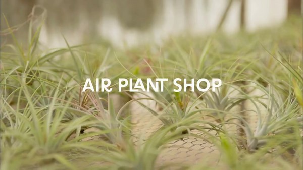 Air Plant Shop 5 Pack Tough Stuff Collection of Tillandsia Air Plants- Wholesale and Bulk - Succulents - Live Tillandsia - Easy Care Indoor and Outdoor House Plants