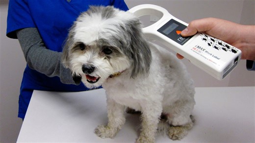 Microchip company shuts down. What are pet owners supposed to do now? What to know