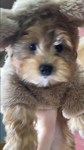 Cute Cavanese ❤️ ABCdoggy.com