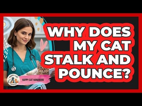 Why Does My Cat Stalk and Pounce?