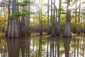 Tour Louisiana's Atchafalaya Basin Swamp | The Heart of Louisiana