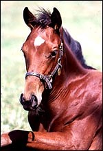 Educating foals - Horse & Hound