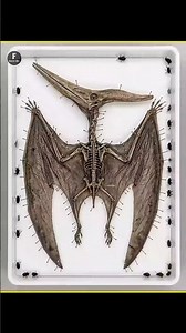 The Insects That Can Turn a Body Into a Skeleton in Hours 😱 #facts #shorts