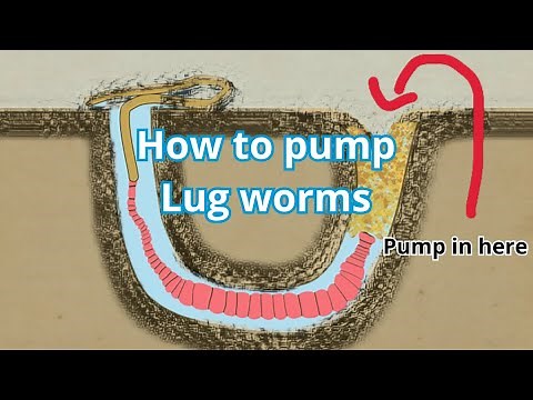 HOW TO PUMP LUGWORM IN 2 MINUTES | SEA FISHING TUTORIAL #howtouseabaitpump #bait #lugworm #baitpump