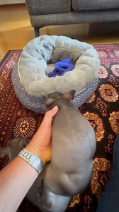 191K views · 15K reactions | An unedited minute and a half of pure joy playing with the girls before their bottle time. Molly is like a jumping jack, Maggie is getting more mobile and Misha slept through it all. This can well and truly be classified as baby wombat zoomies | Wombat Rescue | Facebook