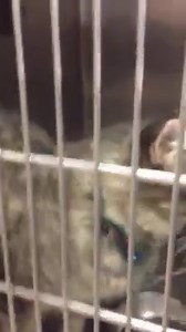 55 reactions · 50 shares | RESCUED! :) PLEASE HONOR YOUR PLEDGES!...