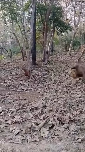 8.2K views · 85 reactions | Male lion steals leopard's prey #wildanimals #wildlife #lion #leopard #foryou #viral | Predator & Prey | Facebook