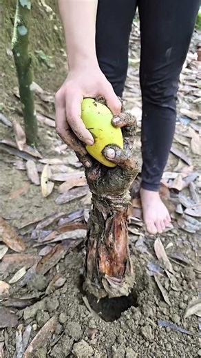Oh no! "What happened to the mango? 🍋 #survival #bushcraft #camping