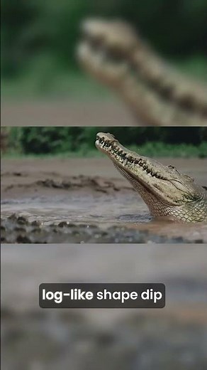 The Silent Threat Crocodile Hunting Techniques 🐊
