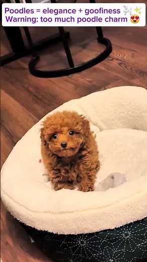 Funny & Cute Poodle Compilation | Adorable Poodles Being Silly#poodle #animals #heartwarming