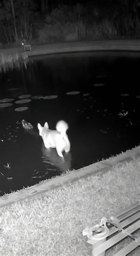 Night CCTV Alligator bursts from a dark pond and snatches a dog