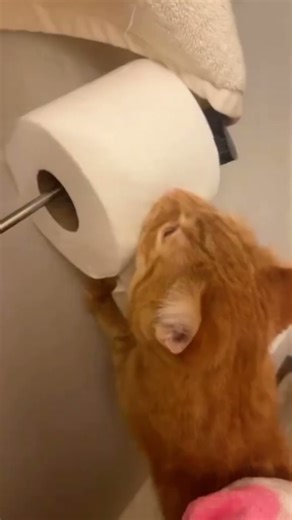 Dueño: 0 | Gato: 1 - Gatos Traviesos #shorts #gatos #gracioso