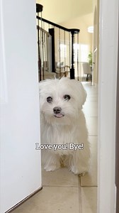 427K views · 13K reactions | Remember to Say ‘I’ll Be Back!’ Before You Go ❤️ #maltese #dog #maltesedog #malteselovers #doggo #doglover #dogowner #dogsofinstagram #malteseofinstagram | Maltese Angels - A-Rod and Bailey | Facebook