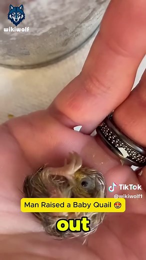 Caring for Baby Quail: Tips and Guidelines