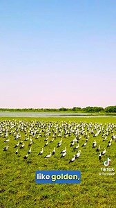 205K views · 2.8K reactions | عن جمال السودان : Sudan, located in...