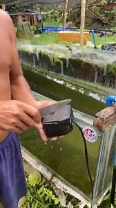 283K views · 1.8K reactions | Limpyo tag waterpump #fishkeepinghobby #fb #goldfishkeepers #tips #reels #fishkeeper #hobby #cleaning #cleaningtips | Mj Aquatics Bulingit Line | Facebook