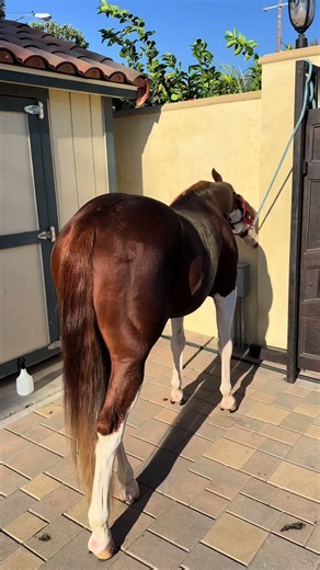 Exploring Charro Culture in Zacatecas