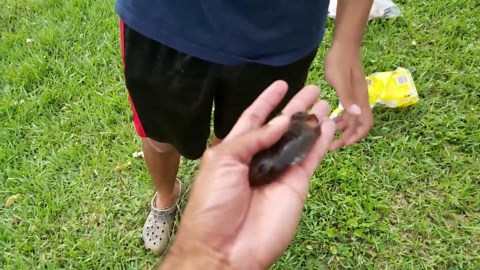 We caught a mysterious exotic fish - what is it?