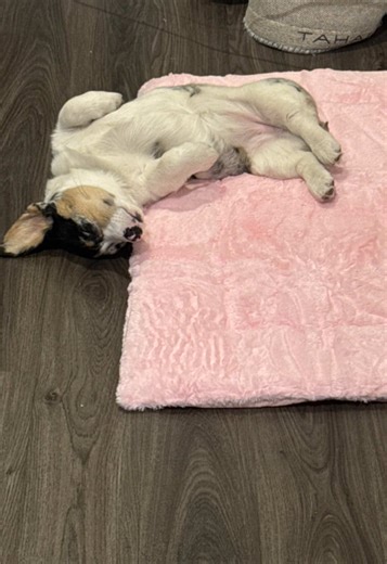 Corgi Puppy Moments That Melt Hearts