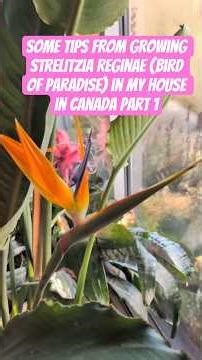 Some Tips from Growing Strelitzia reginae (Bird of Paradise) in My House in Canada Part 1 #plants