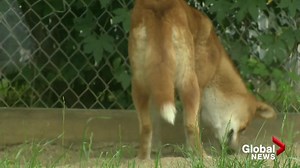 Saskatoon Forestry Farm Park & Zoo reopening