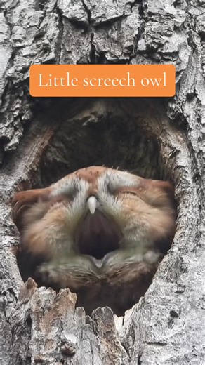 Owl Pellet Size Showdown: Screech, Barred, & Boreal!