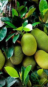 Growing Jackfruit from cuting and Using Banana! #Plants #farming #shorts #instagram #facebook #reels | CheQ Facts