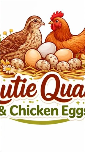 Qutie Quails day 6 fathers are coming in #quail #babyquails #coturnix #QutieQuails