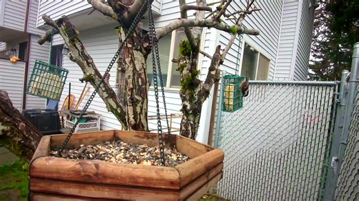 chickadees and bushtits #birdwatching #birdsoftiktok #fyp #birds #backyardbirds