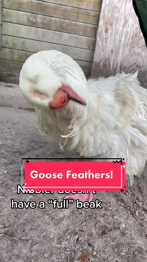 Frizzle Goose: Curly Feathered Beauty
