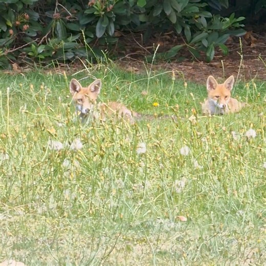 11K views · 1.5K reactions | Balto and Simba just hanging after the troop descended like locusts hahaha let me know if you want to see the pics of the carnage ! | Ben Loyd Holmes | Facebook