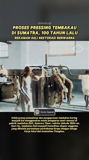 Cara Press Tembakau Era Kolonial di Sumatra 1920an #sejarahindonesia #hindiabelanda #tempodulu #deli