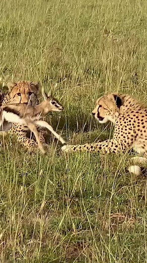 8 Month Old Cheetah Cubs Learning to Hunt - Mom Supervises!