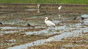 Great egret (ardea alba) spotted walking on the agricultural farmlands, wading and foraging for fallen crops and insect preys on the harvested paddy fields, close up shot.