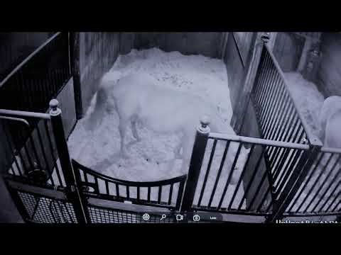 Foal Watch- 2 mares due! 02.22.2026