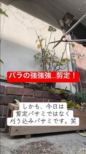 【バラの強強強…剪定！！果たして咲くのか？！】#バラ #強剪定 #庭#ガーデニング#花壇