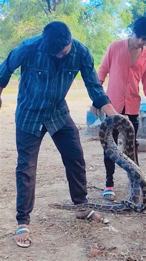 prince Jadhao on Instagram: "#snake #virel #trending #snakeloverprince #python"