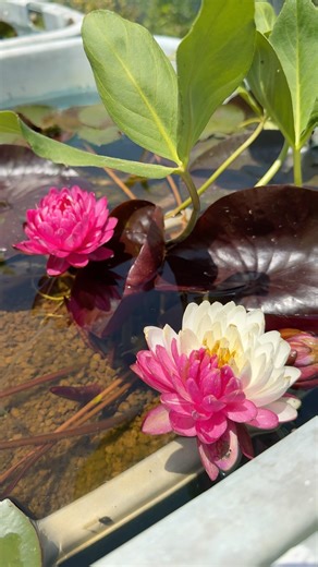 5/18紅白な睡蓮ジャッカフォン濃いタイプ #ガーデニング #aquarium #flowers #ビオトープ #めだか #garden #アクアリウム #メダカ #睡蓮 #スイレン #園芸