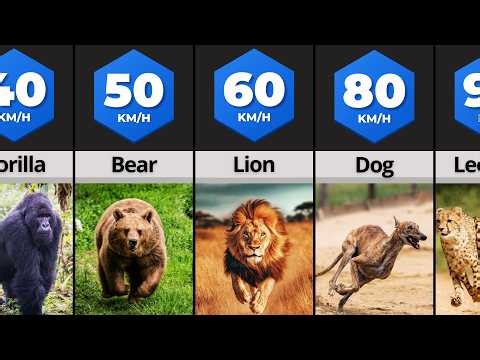 The Fastest Animals On Earth