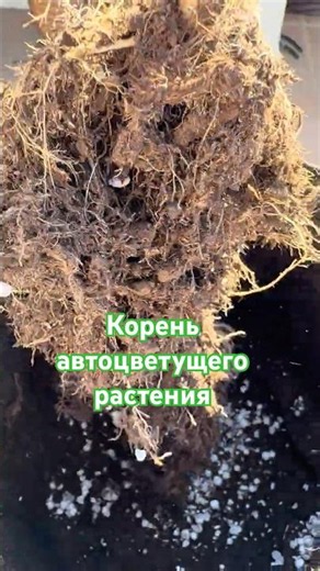 Bolshoy Kushch has begun its journey, at your request I am showing the root of the avtika.